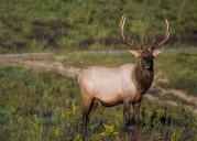 PA Rep. looks to celebrate designate Nov. 3 as 'Pennsylvania Elk Hunt Day'