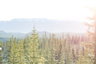 Descubren que pinos de Noruega pueden acumular oro gracias a bacterias