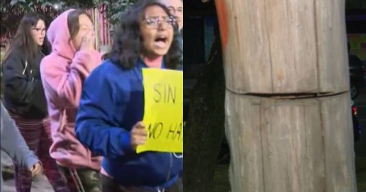 Denuncian daño a 800 árboles en colonia El Rosario por Línea 5 del Mexibús, mientras dormía