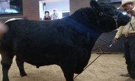 Impulsa SDR alternativas de comercialización con subastas de novillos en Expogan 2025