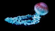 Deep Sea Jellyfish Have 30