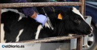 La vacunación contra la dermatosis se extiende hasta 600.000 vacas y terneros en Catalunya y también Aragón