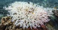 Earth has hit first climate tipping point, death of coral reefs