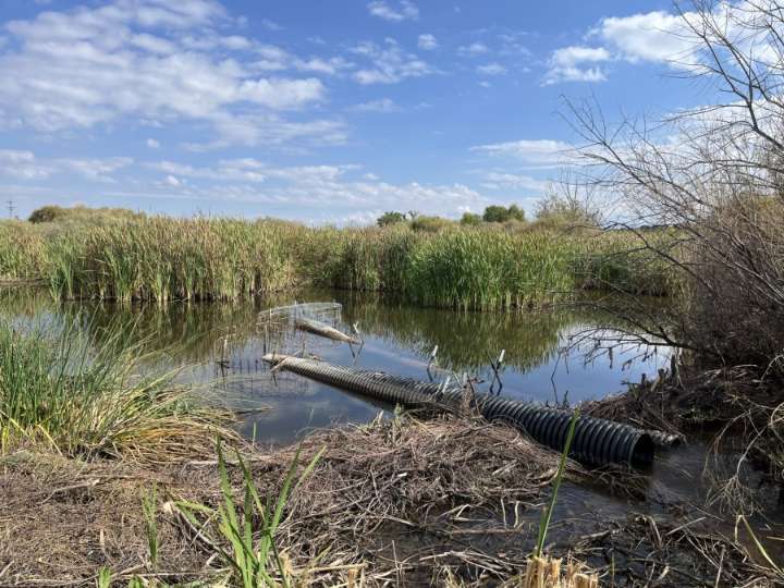 Beavers make a comeback in New Mexico—this time as climate allies, not pests