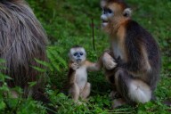 China’s rare golden monkeys debut at European zoos, a possible successor to ‘panda diplomacy’