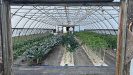 'Tunnel farming' extends growing season in South Dakota