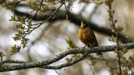 Why You Might Want To Start Attracting Robins To Your Garden