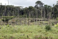 El experimento agrícola que quiere devolver el verde a la Amazonía deforestada