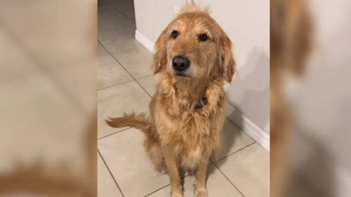 Florida Dog Wakes When The Pantry Door Opens, His Appearance Leaves Internet In Stitches