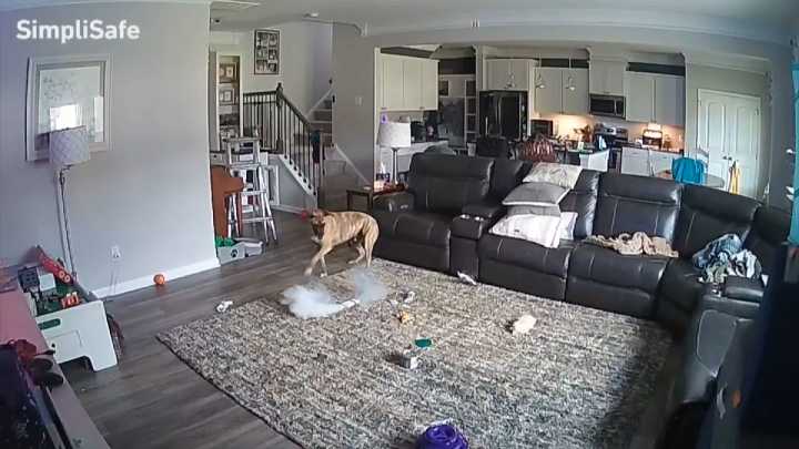 Dog sparks house fire from chewing on lithium