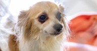 Company to host Movers for Mutts pet supply campaign