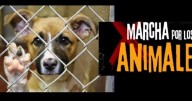 Colectivos animalistas protestan por venta de animales en el Mercado de Sonora: ¿Qué es lo que piden?