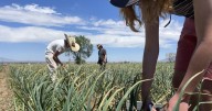 New Mexico youth learn virtues of growing carrots