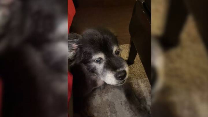 Tennessee Family Lifts Food Rules For Their Dog, And The Reason Breaks Hearts
