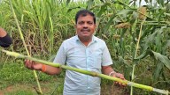 Karnataka Farmer Makes Jaggery From Corn Stalks, A First In India