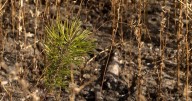 Newly released guidebook helps wildfire survivors restore burned land