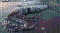 Pescadores de Manzanillo Encuentran Calamar de Más de 5 kg Varado en la Playa +VIDEO