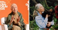 Jane Goodall, Legendary Chimpanzee Expert And Animal Advocate, Passes Away At 91