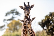 Sensory friendly event coming up at the Virginia Zoo