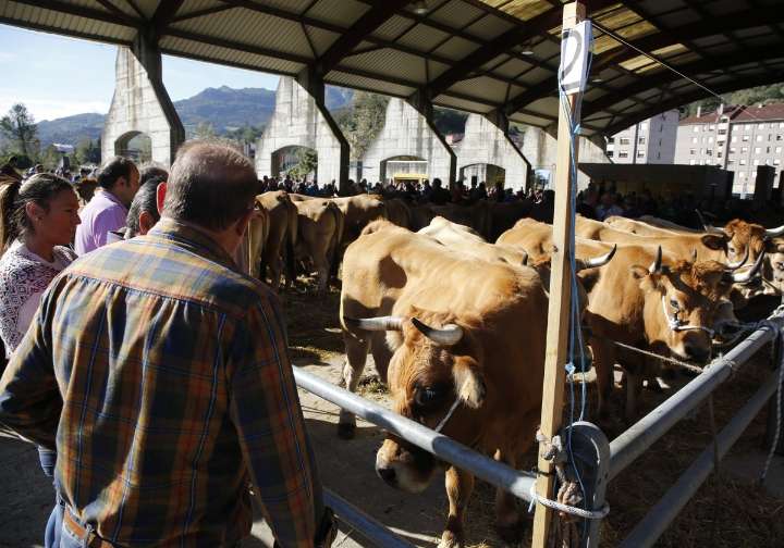 Los ganaderos advierten: «Vamos a estrangular el mercado»