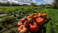 Pumpkin: What's the word's origin and history? : NPR