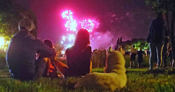 Vet explains tips on how to help your furry friends to cope with fireworks season