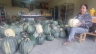 Con 50 años en el campo, Doña Ocotlán presume buena cosecha de calabaza criolla
