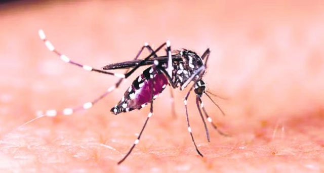 Dengue, chikungunya cases surge across Karnataka amid changing weather