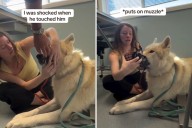 Woman Takes Wolf Dog to the Vet, Left ‘Shocked’ at How He’s Treated