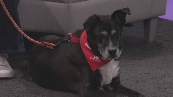 Meet Easter from SWH