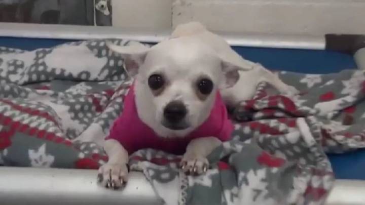 Crying Chihuahua’s Video Sparks A Last-Minute Rescue From Overcrowded Missouri Shelter