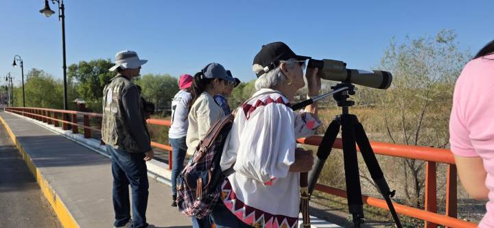 Observan grupo cercano a 100 pelícanos, patos, águilas pescadoras y más especies en Meoqui