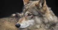 California wildlife officials kill 4 wolves after record livestock attacks in Sierra Valley