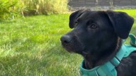 Couple on vacation in San Francisco finds puppy with duct tape around mouth