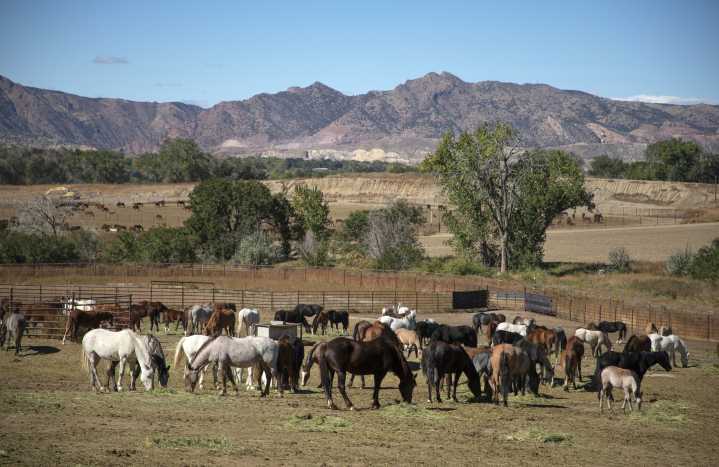Wild horses cost the federal government $23 million