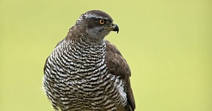 Bird of prey poisoned in Aberdeenshire suffered 'harrowing death' as police launch probe