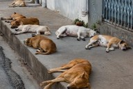 Nayarit, inundado de perros y gatos sin hogar: activista