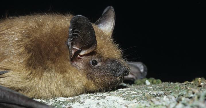 Riverside County health officials share warning due to increase in rabid bats discovered