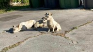 Three Small Dogs In California Won’t Let Go Of Each Other As They Wait For Rescue