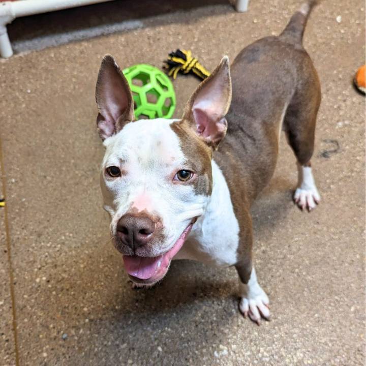 Lexington Humane Society caring for dog returned in poor condition months after adoption