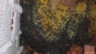 Encuentran un enjambre con 100.000 abejas en la azotea de un edificio de Granada: "Llevaban 7 años asentadas"