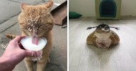 36 Funny And Adorable Animal Photos That Prove Pets Are The Best Part Of The Internet