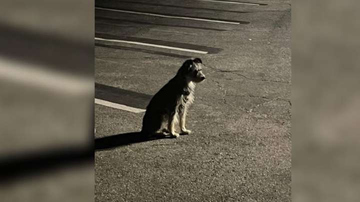 California Rescuer Finds Dog Waiting Weeks In School Lot For Owners Who Never Returned