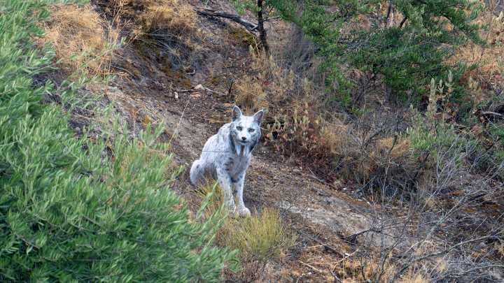 Qué se sabe del lince ibérico de color blanco que han grabado en Jaén