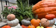 Appomattox farm delivers grown pumpkins to Virginia’s Executive Mansion