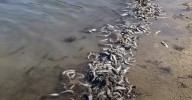 Gold Coast council declares water safe for swimming after fish kill