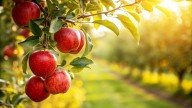 The Downside To Growing Your Own Apple Tree That You Should Consider