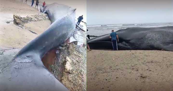 Reportan a ballena varada en Punta Sal: usuarios captan el momento en video