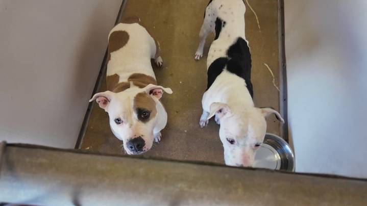 Pets looking for 'fur'-ever homes at Central Texas' largest adoption event at Cadence Bank Center