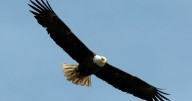 En área metropolitana de Washington preparan nuevos planes para salvar biodiversidad